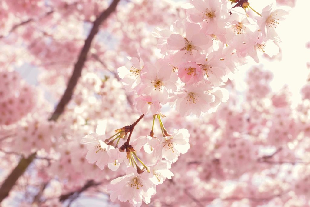 Captivating cherry blossoms in full bloom, creating a breathtaking springtime scene.